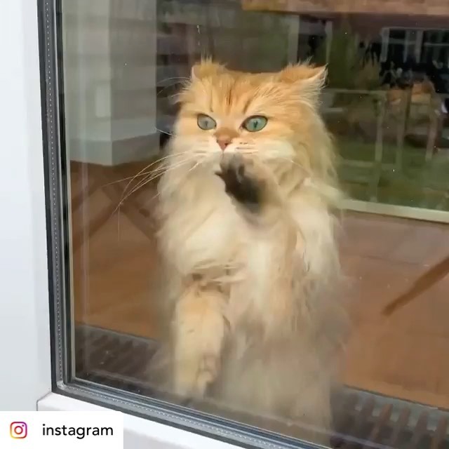 Portrait of Smoothie the Cat