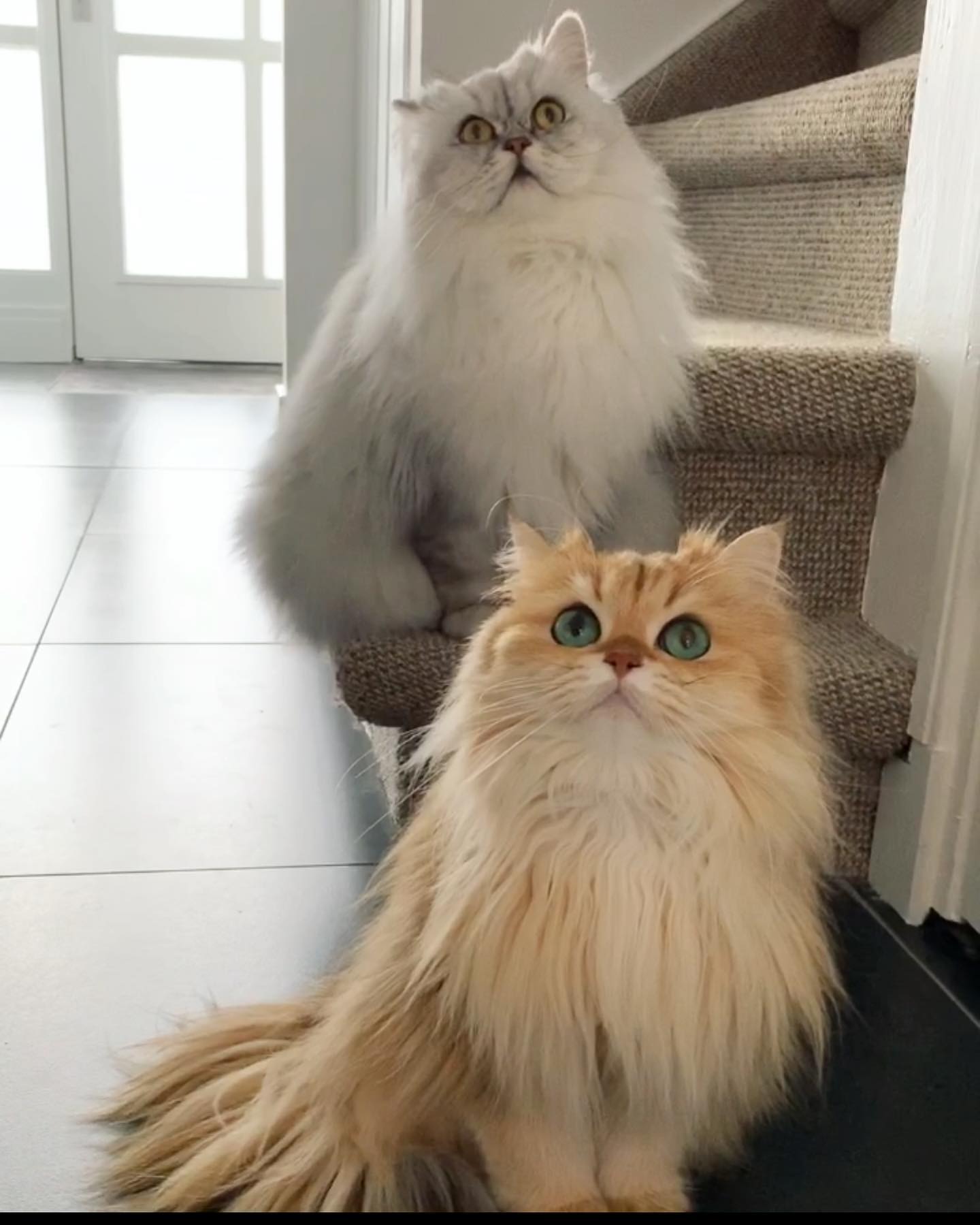 Smoothie looking upward with emerald eyes beside a silver companion on the stairs