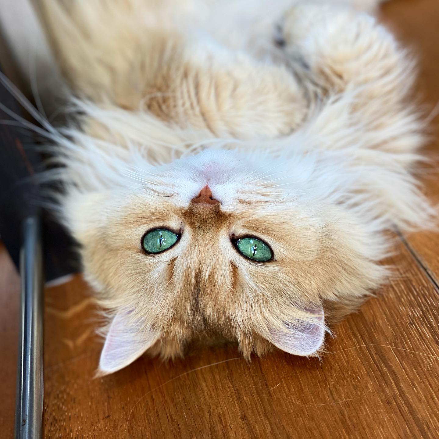 Close portrait of Smoothie the Cat with emerald eyes and golden fur