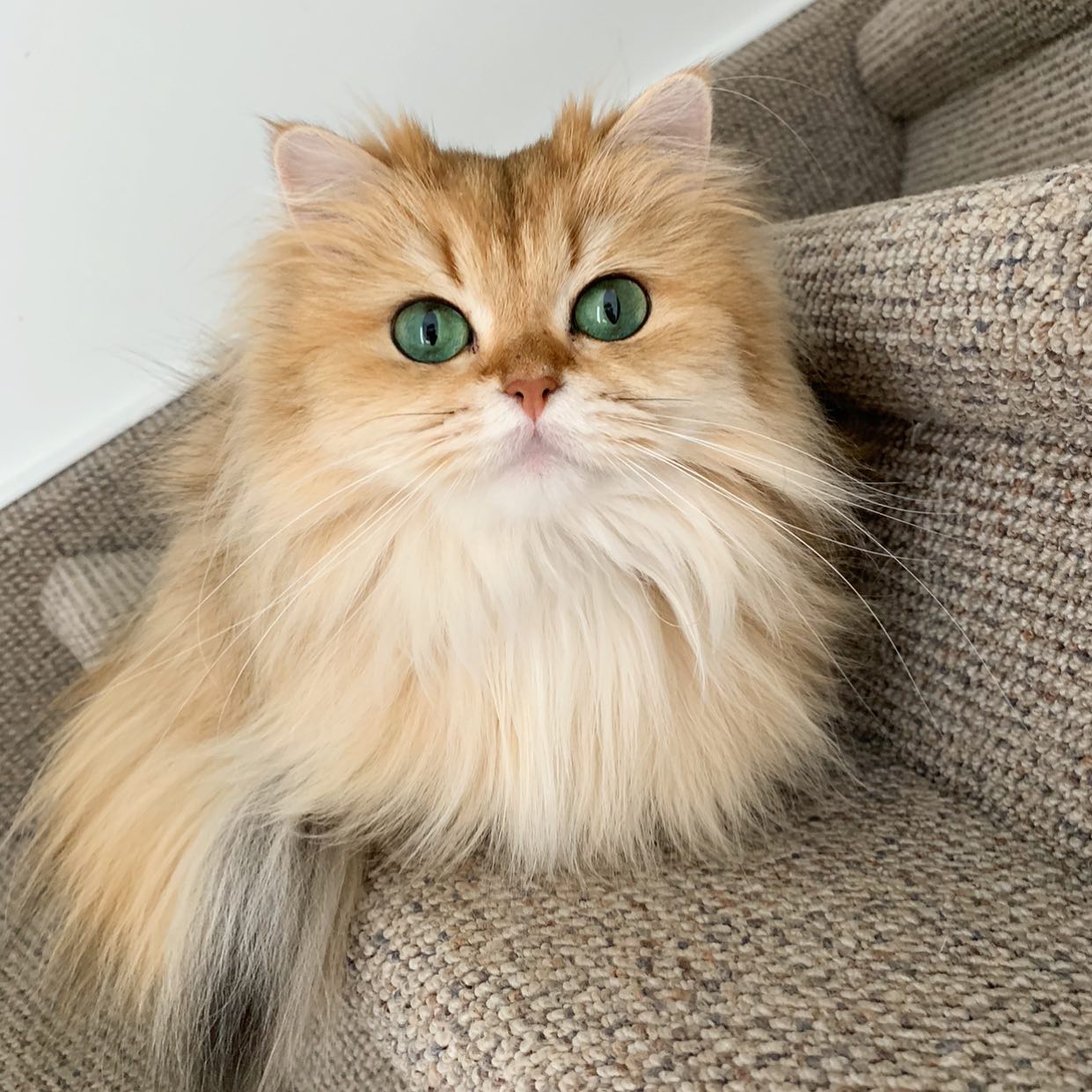 Smoothie the Cat regal pose