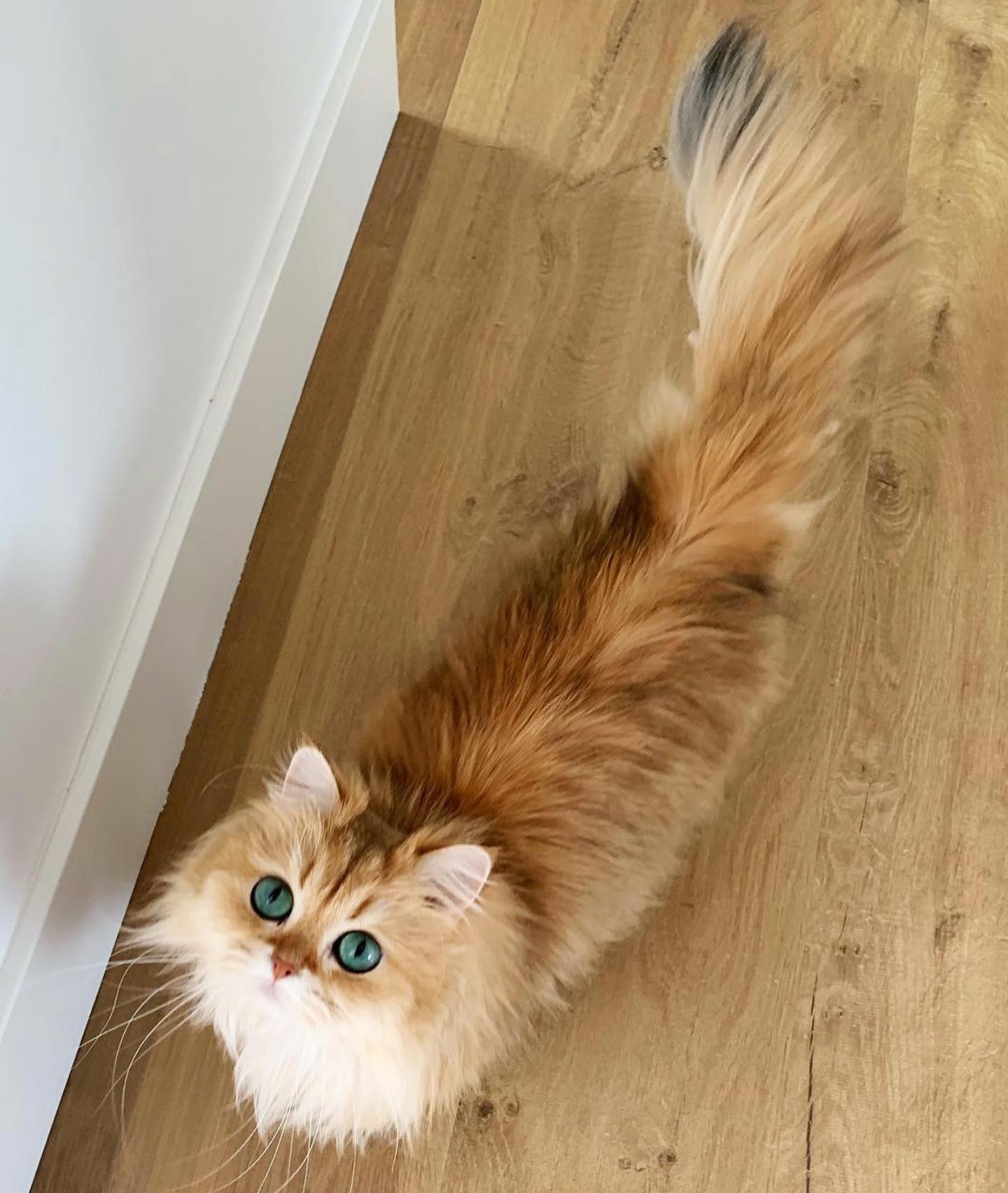 Vertical portrait of Smoothie the Cat