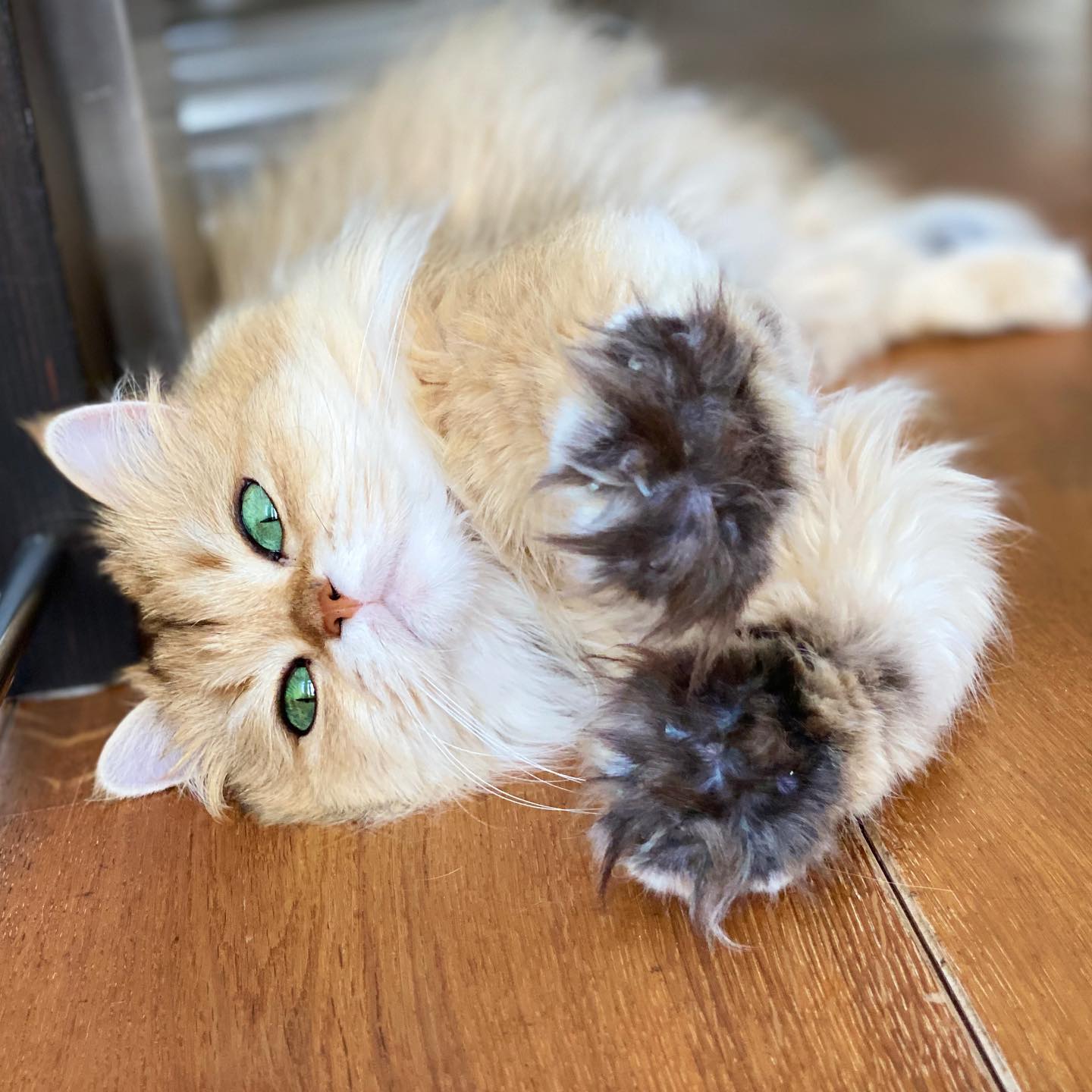 Smoothie the Cat soft golden fur portrait