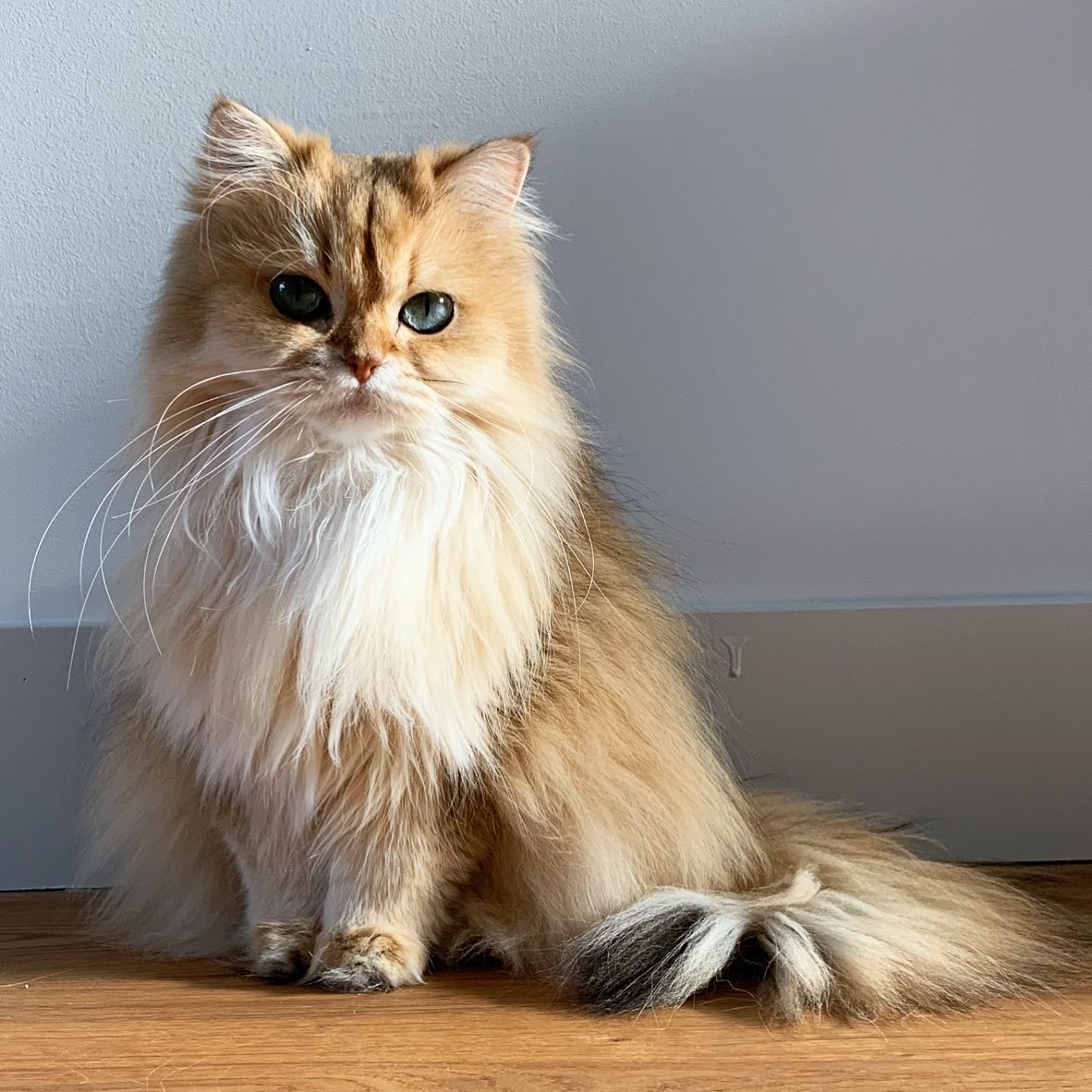 Smoothie the Cat face study