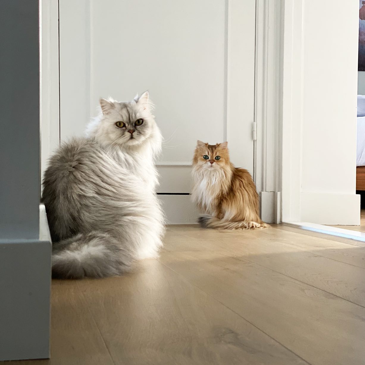 Smoothie the Cat intimate portrait