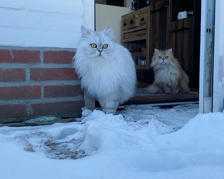 Smoothie framed in a doorway with a fluffy white cat in the snow