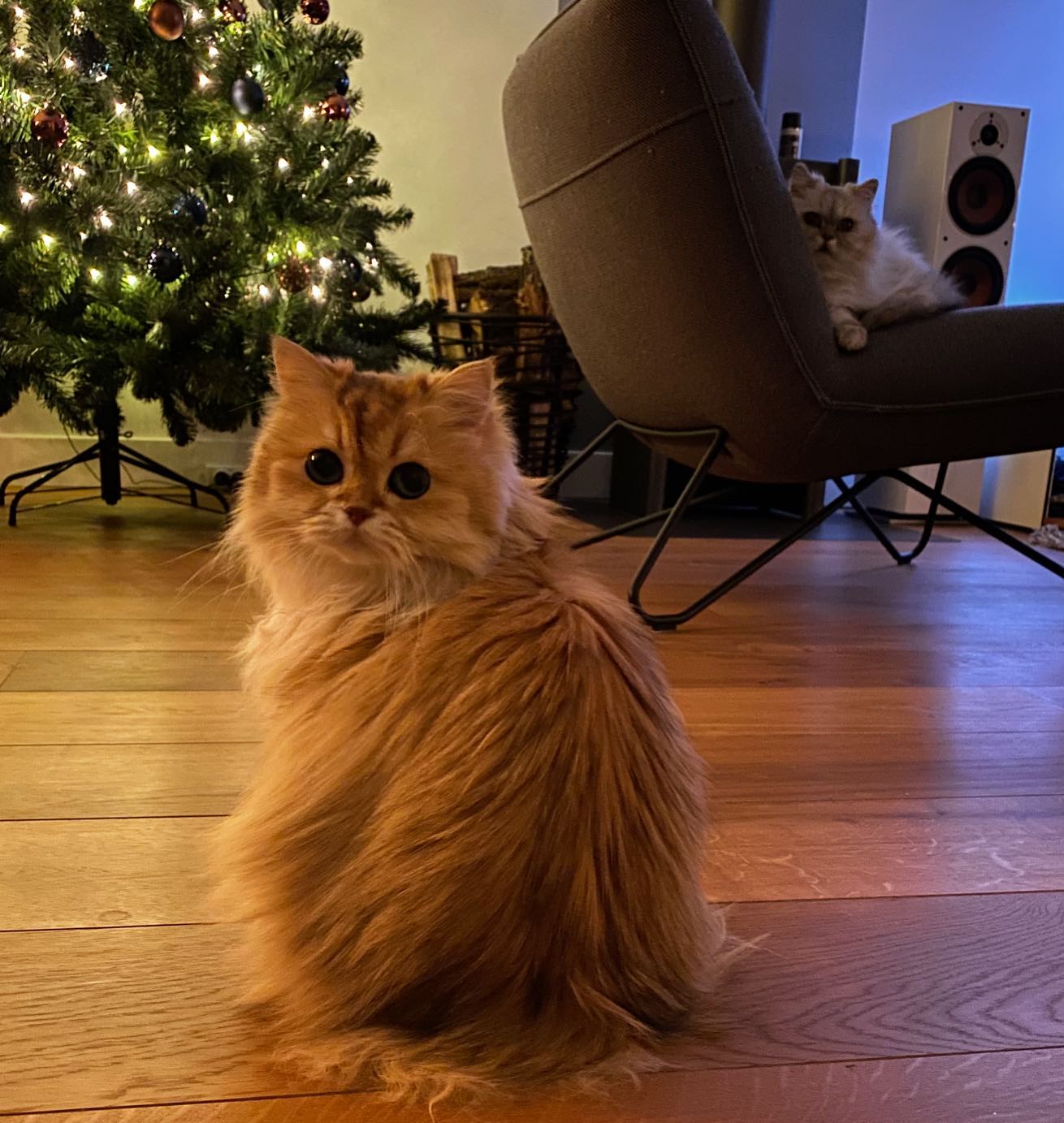 Smoothie the Cat elegant portrait