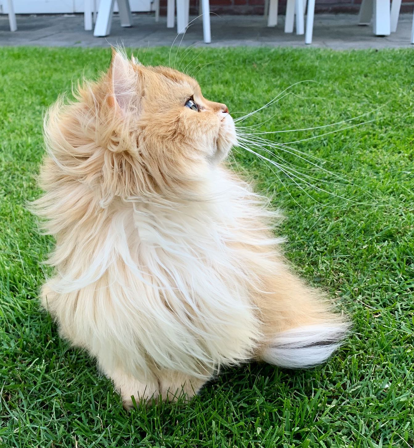 Feature portrait of Smoothie the Cat