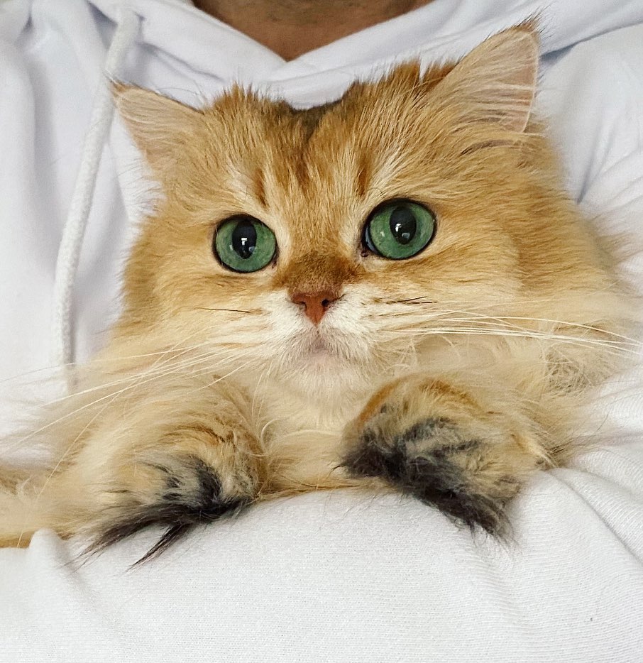 Smoothie the Cat looking softly at camera