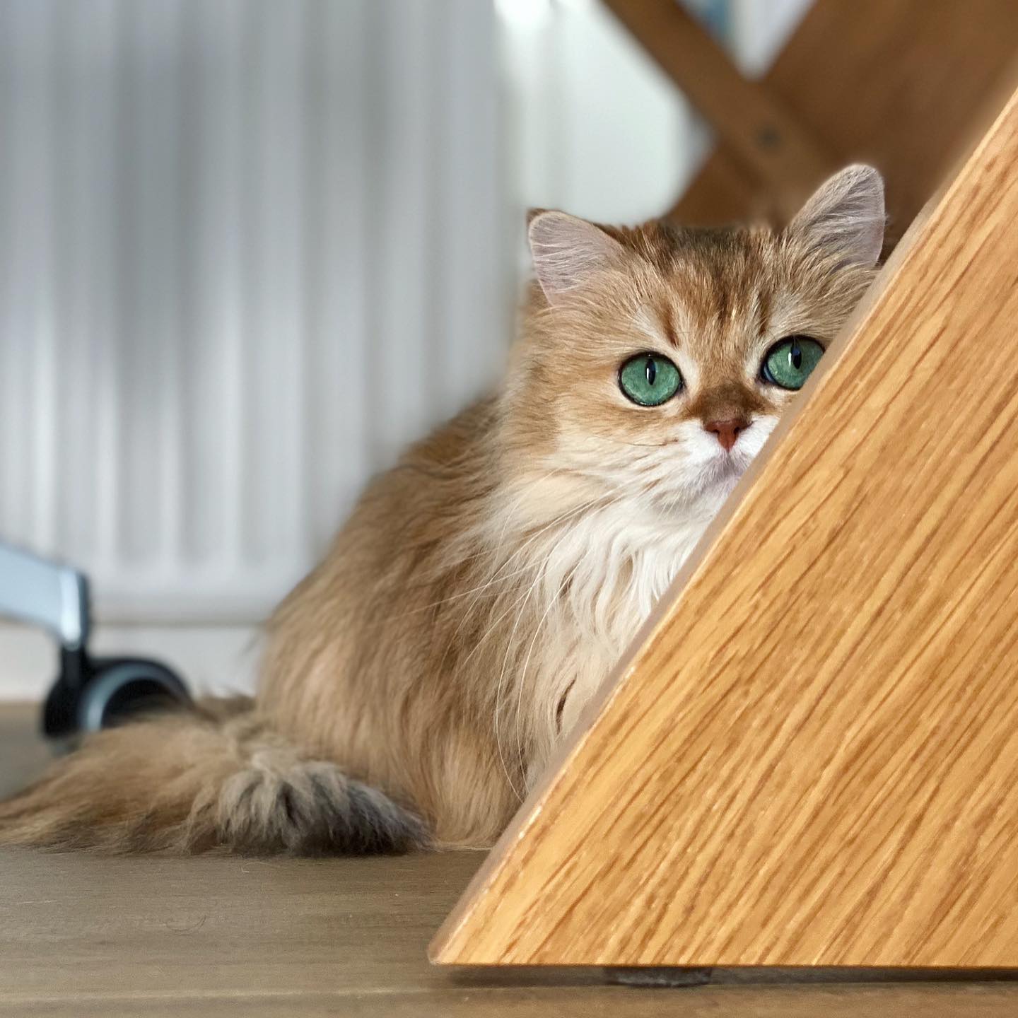 Smoothie the Cat classic portrait