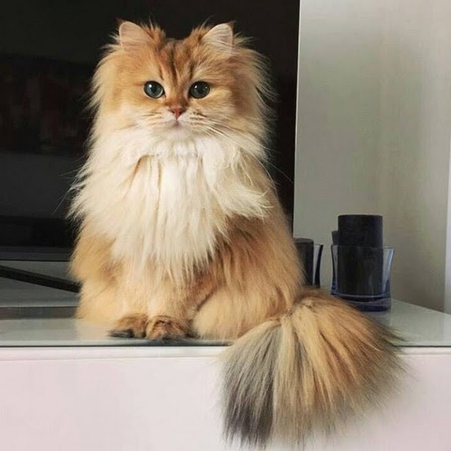 Smoothie the Cat compact portrait