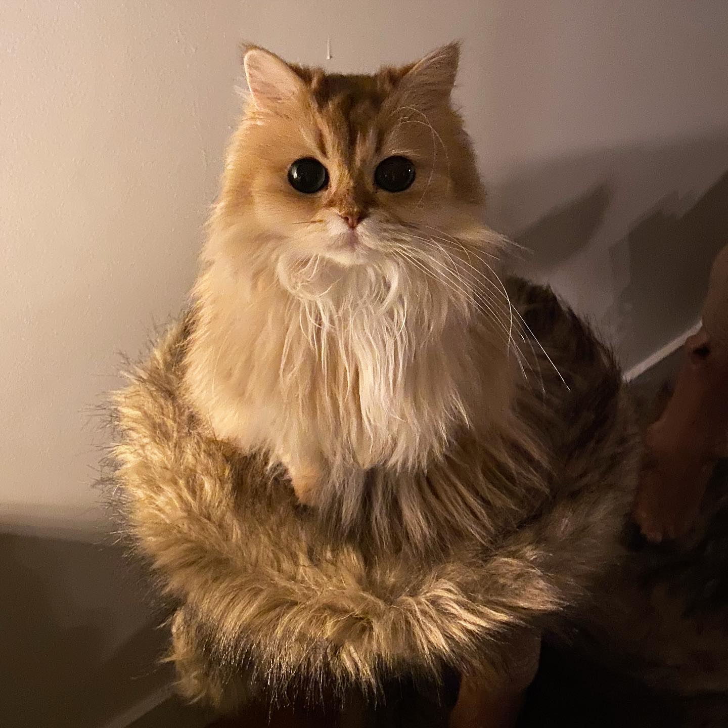 Smoothie the Cat sitting in a perfect fluff halo, looking into the camera