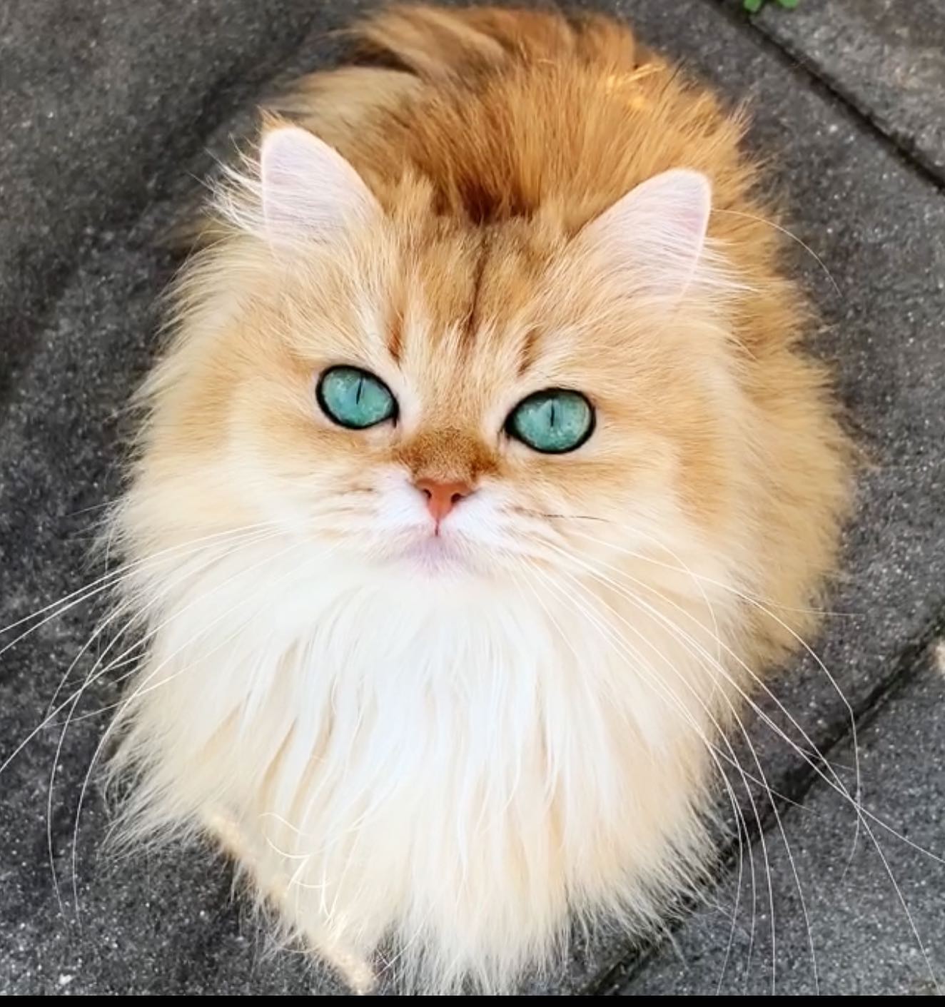Smoothie the Cat close-up portrait