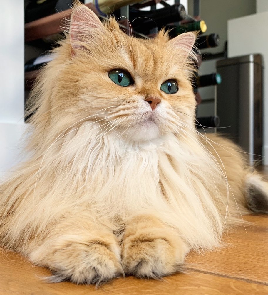 Smoothie the Cat editorial portrait