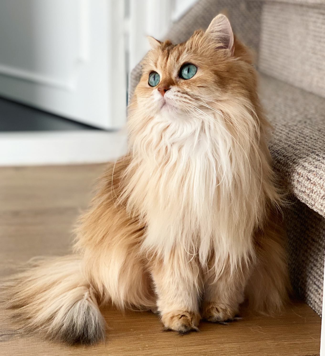 Tall portrait of Smoothie the Cat