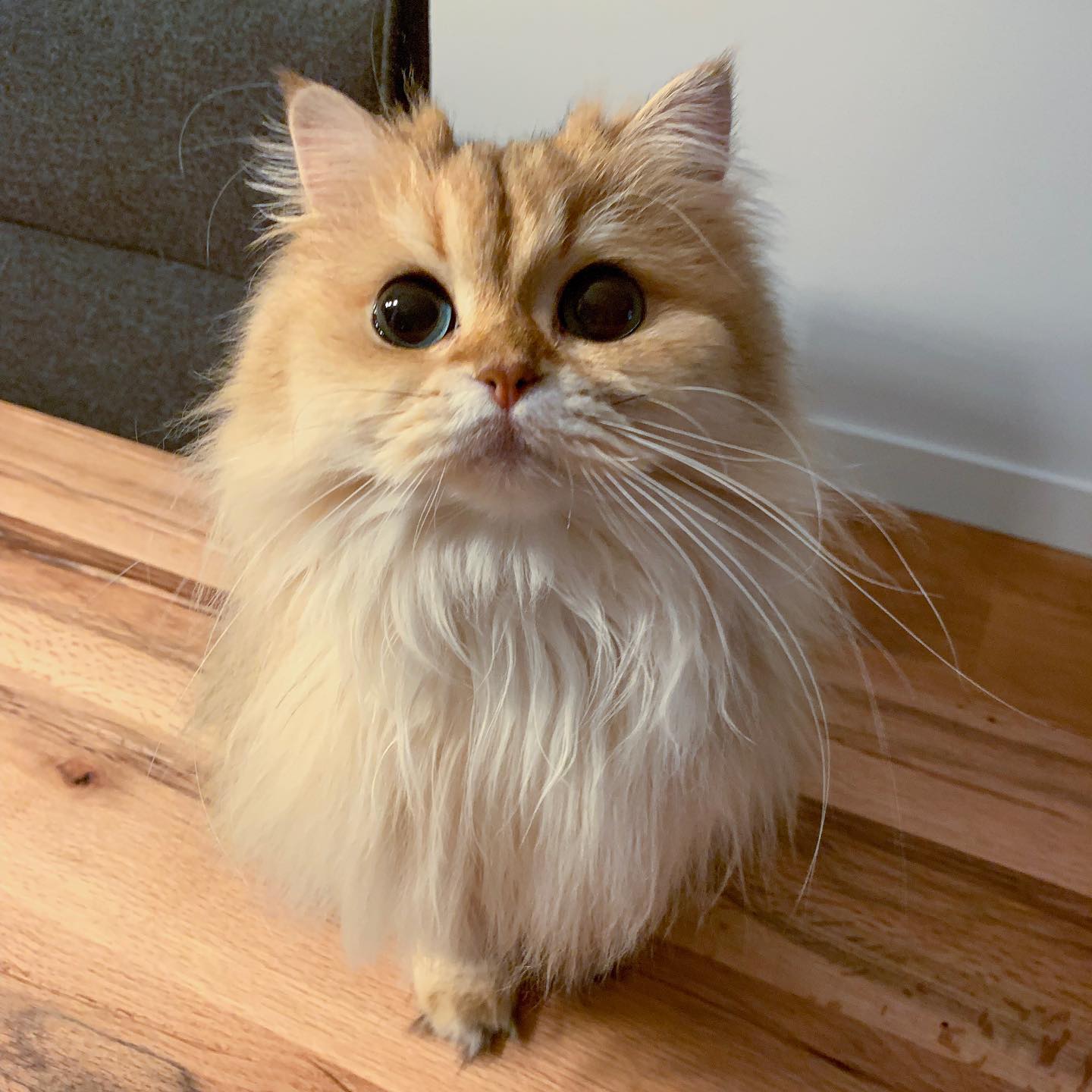 Smoothie the Cat square portrait