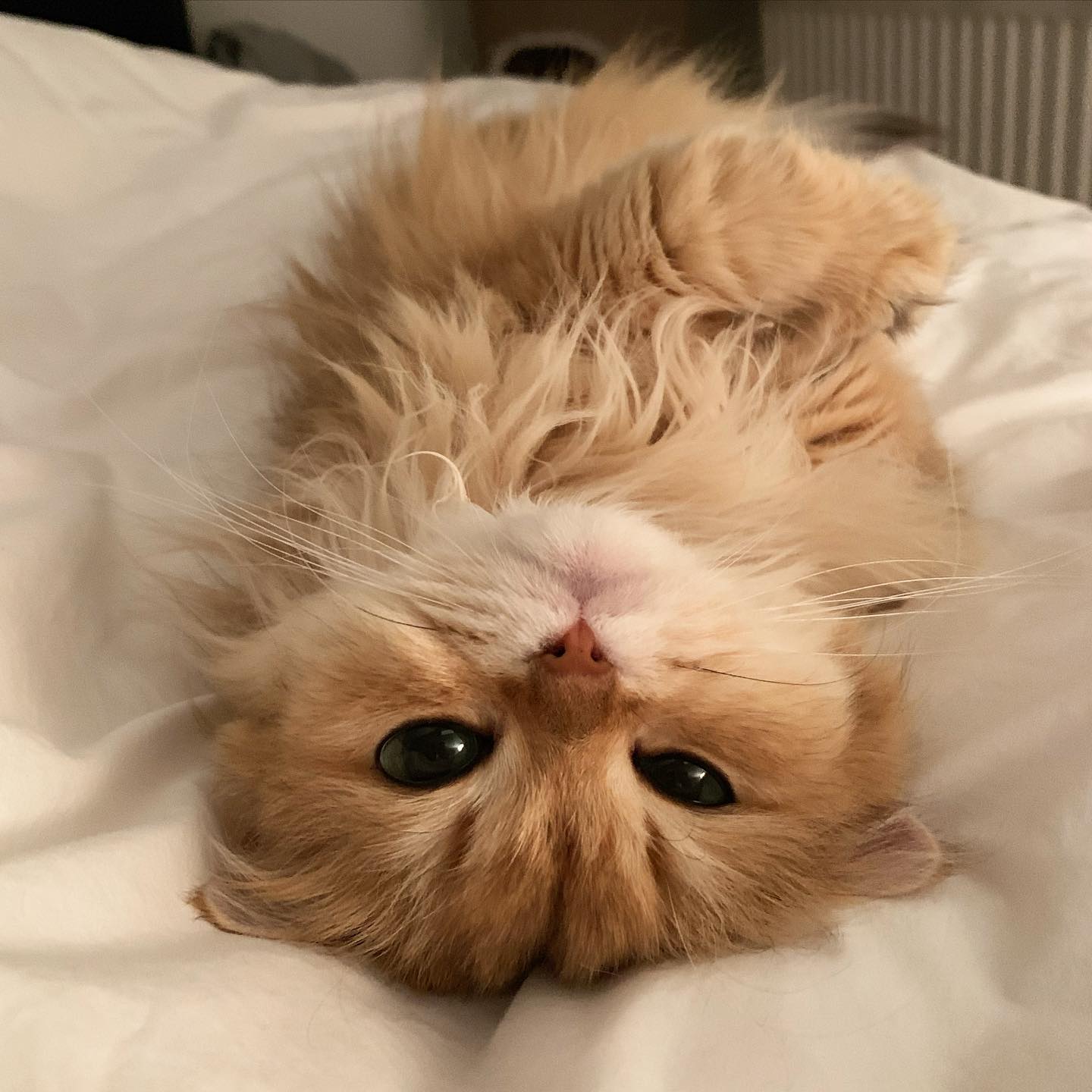 Smoothie the Cat looking at camera